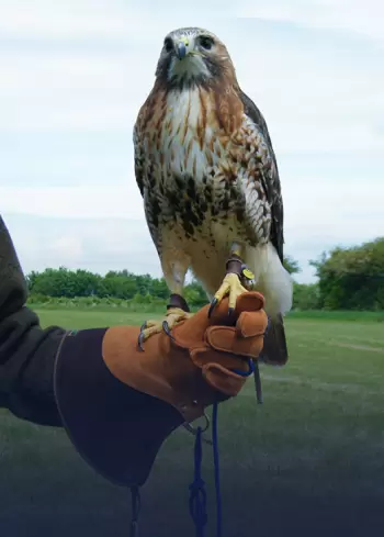 gloves-falconry-430949-1749707499